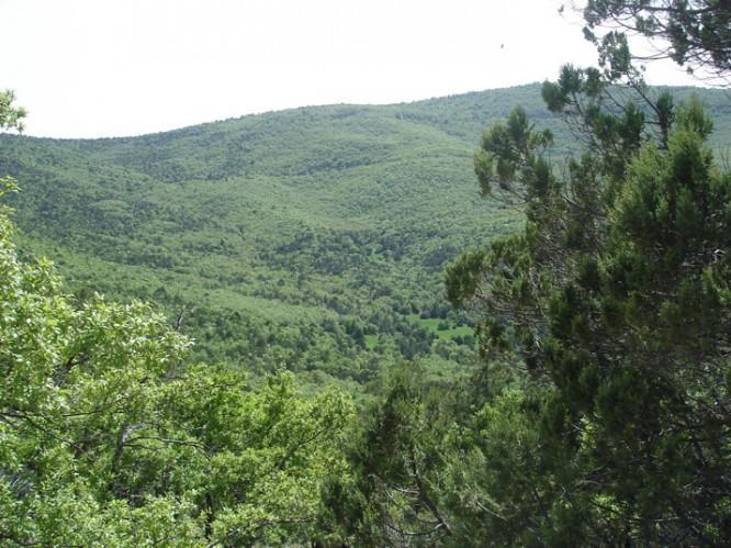 Μεικτό δάσος Φωτογραφία από: http://www.