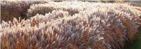 macra Grass 