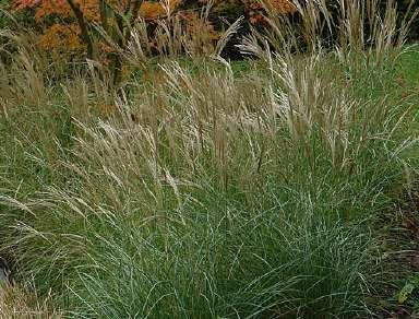 Miscanthus