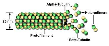 Οι μικροσωληνίσκοι είναι σωληνοειδείς διατάξεις από ετεροδιμερή των πρωτεϊνών α- και β- τουμπουλίνης.
