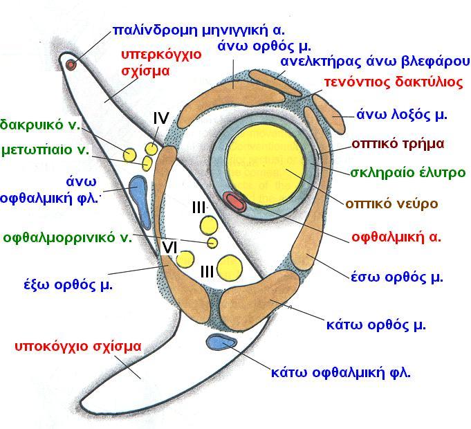επιμικθσ ςχιςμι ανάμεςα ςε μείηονα και