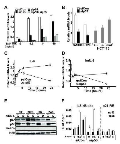 Mutp53 prolongs NF-κΒ activation by TNF-α