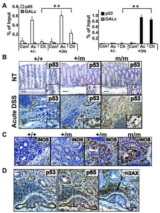 MIP2/CXCL2 promoter Mutp53 accumulates in the inflamed colon and in