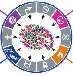 Χρόνια Φλεγμονή Mutp53 GOF P65 / NFκΒ Καρκίνο - Γενωμική αστάθεια (Genomic instability) - Αγγειογένεση