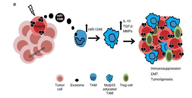 Mεταλλαγμένες μορφές της πρωτεΐνης P53 σε καρκινικά κύτταρα προερχόμενα από σποραδικό