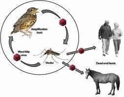 Ιός Δυτικού Νείλου Κύκλος Μετάδοσης Τα άγρια πτηνά είναι η φυσική δεξαμενή του ιού (Υψηλή ιαιμία) Μετάδοση μέσω δήγματος