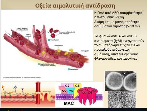 A) ΑΒΟ ΑΣΥΜΒΑΤΟΤΗΤΑ ΑΝΟΣΟΛΟΓΙΚΗ ΑΝΤΙΔΡΑΣΗ ΑΝΤΙΓΟΝΟΥ- ΑΝΤΙΣΩΜΑΤΟΣ Ο συνδυασμός Ο ομάδας ασθενούς που λαμβάνει κατά λάθος ασκό Α ή Β ομάδας (μείζων ασυμβατότης) είναι ο συχνότερος.