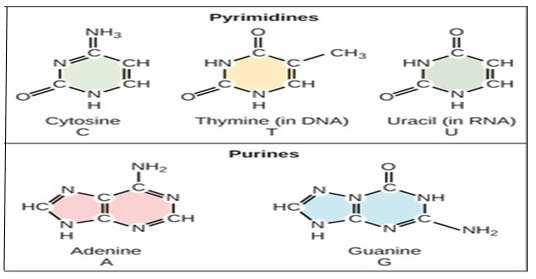 vi Σχήμα 1: Οι αζωτούχες βάσεις του DNA Αδενίνη(Adenine, A), Θυμίνη(Thymine, T), Γουανίνη(Guanine, G), Κυτοσίνη(Cytosine, C) καθώς και η Ουρακίλη(Uracil, U), η οποία υπάρχει στο RNA.