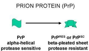 Prions: Αφορούν κυρίως σε συναθροίσεις των