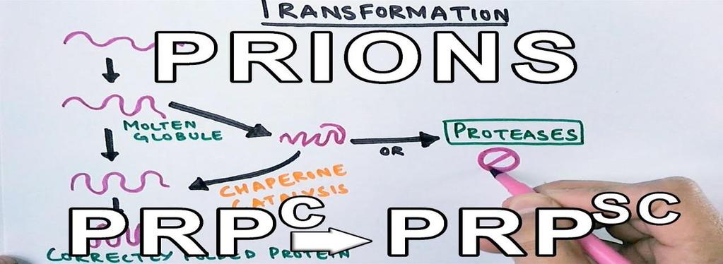 Prions Η κατηγορία prion αναφέρεται σε μολυσματικούς παράγοντες που προκαλούν μεταδοτικές σπογγώδεις εγκεφαλοπάθειες.