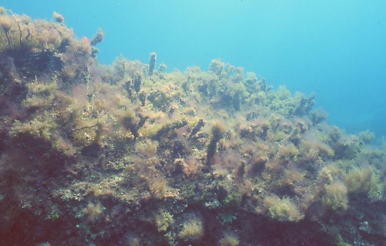 οικότοπος NATURA Cystoseira spinosa