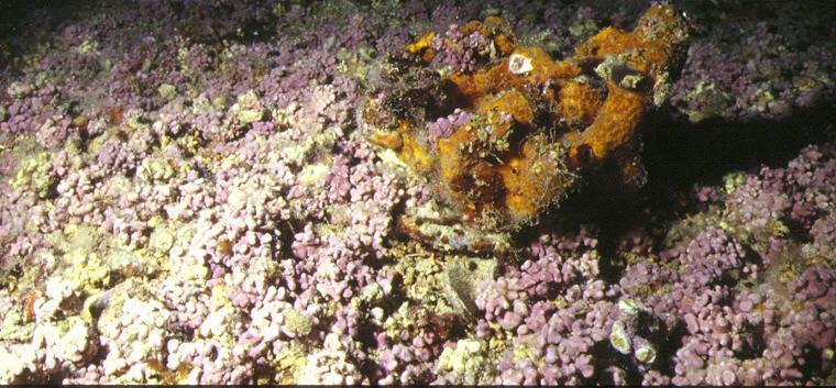 Mεσογειακοί κοραλλιογενείς βιότοποι Σχηματίζονται από τη δομή και τη δραστηριότητα μακροφυκών και ασπονδύλων (γοργόνιες, ασκίδια, σπόγγοι )