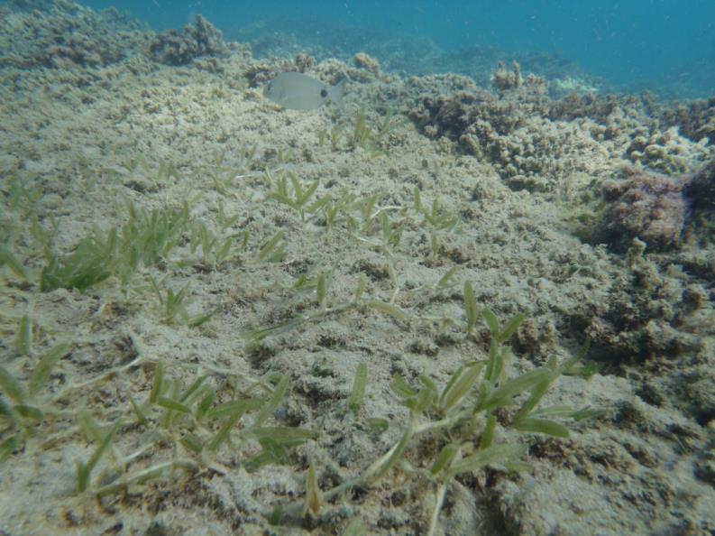 Cymodocea nodosa Θαλάσσια Aγγειόσπερμα - Φυτά προσαρμοσμένα στο θαλάσσιο περιβάλλον