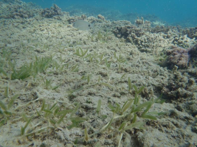 Cymodocea nodosa Θαλάσσια Aγγειόσπερμα - Φυτά προσαρμοσμένα στο θαλάσσιο περιβάλλον