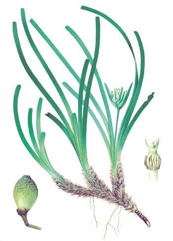 Posidonia oceanica Το είδος Posidonia oceanica, αναγνωρίζεται εύκολα από τα επιμήκη και πλατιά φύλλα, και τα υπολείμματα σαν τρίχες στις ρίζες και
