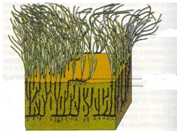 Posidonia oceanica