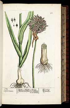Γένος Allium Liliales (Λειριώδη)