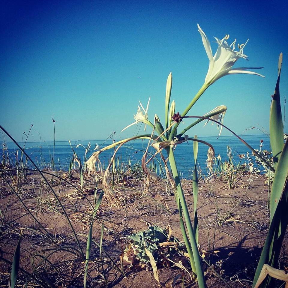 Γένος Pancratium Liliales (Λειριώδη) Amaryllidaceae