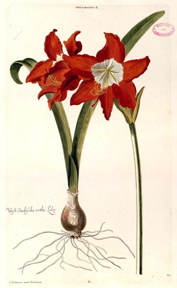 Γένος Amaryllis Liliales (Λειριώδη)