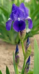 Γένος Iris Liliales (Λειριώδη)