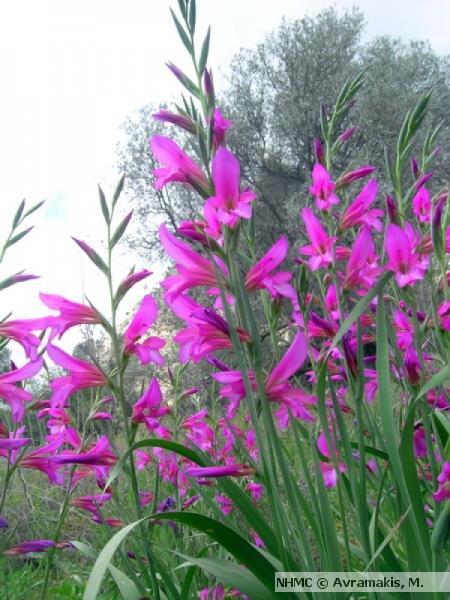Γένος Gladiolus Liliales (Λειριώδη)