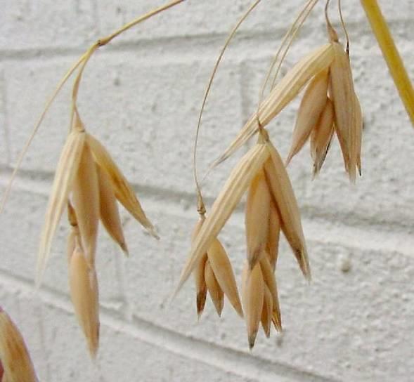 Τάξη Poales Οικογένεια Poaceae Άνθη διατεταγμένα σε σταχύδια που περιλαμβάνουν ένα