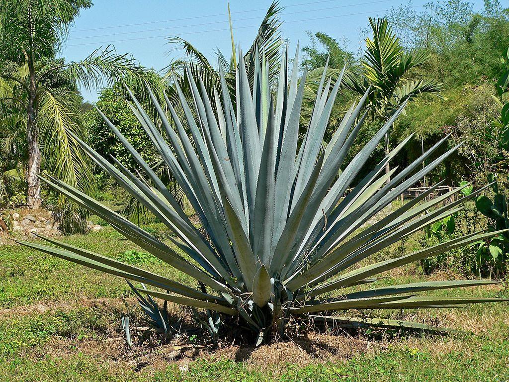 Γένος Agave