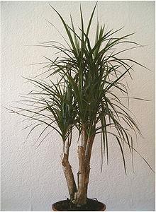 Γένος Dracaena Asparagales