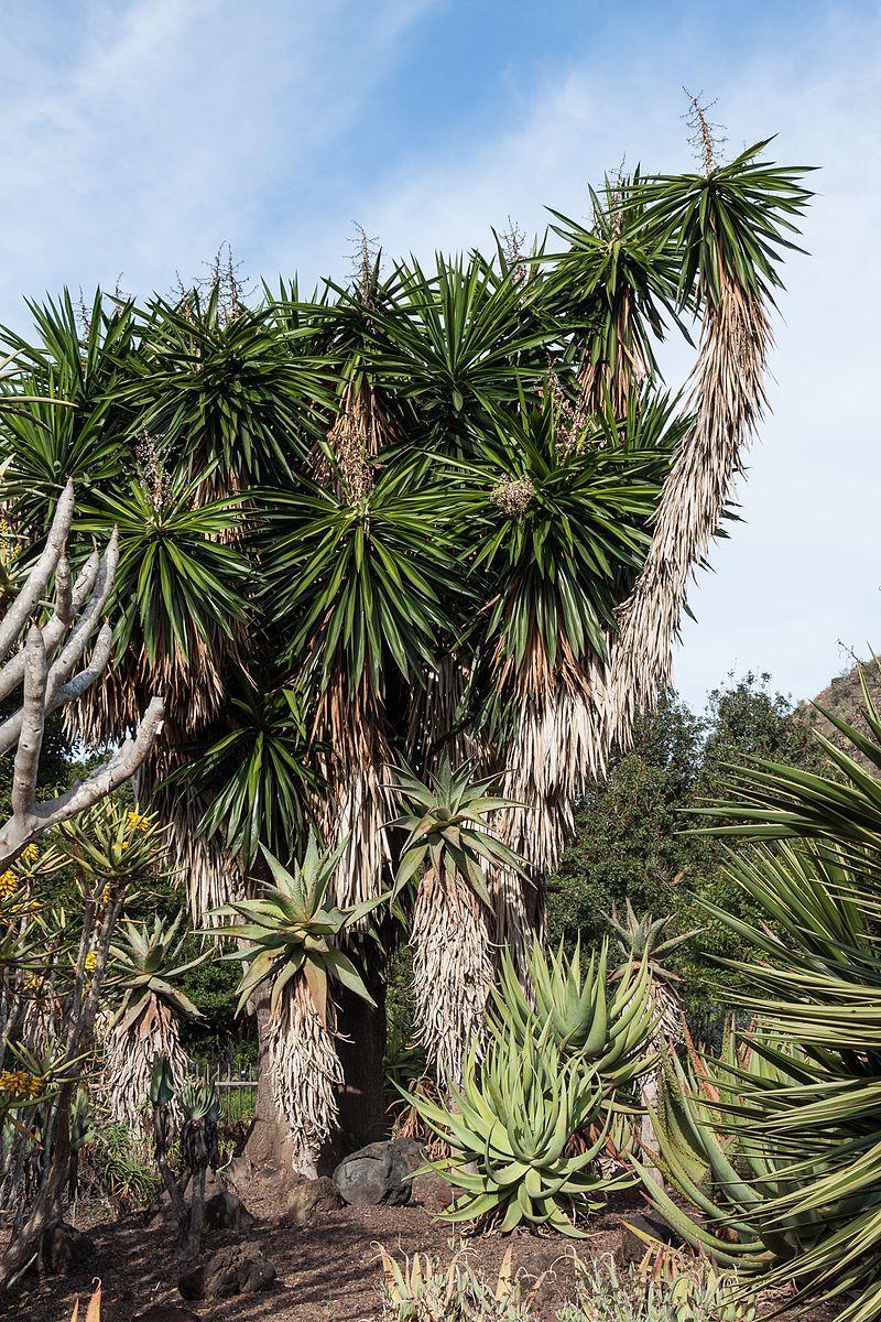 Γένος Yucca Asparagales