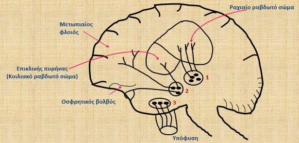 1. Μελανοραβδωτή οδός : μέλαινα ουσία => Ν.Parkinson, απαρχή κινήσεων 2.