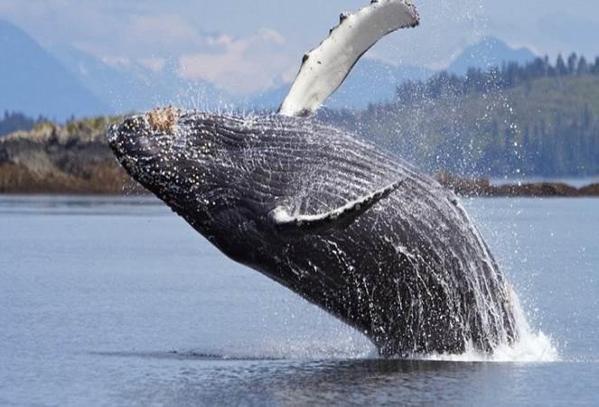 ΦΑΛΑΙΝΑ Είμαι το μεγαλύτερο ζώο και μου αρέσει να τραγουδάω στη θάλασσα. Τι είμαι; Με καρδιά τόσο μεγάλη, όσο της φάλαινας.