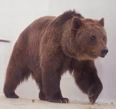 Αρκούδα καφέ Είναι μεγάλη και τρανή μέσα στα δάση κατοικεί: Τι είναι; μεγάλη ταχύτητα (40-50 χιλιόμετρα την ώρα) ευκινησία Αρκούδα κακομούτσουνη με τα