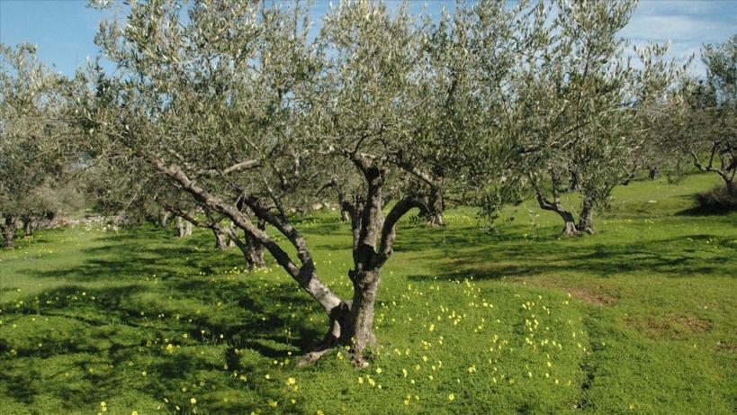 Συνεταιρισμών ΠΕ Ηρακλείου (ΕΑΣ Πεζών), ΠΕ Λασιθίου (ΕΑΣ