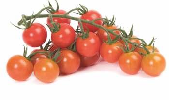 Mandello RZ Cherry Mandello RZ ToMV:0-2/Ff:A-E/Fol:0,1/For/Va:0/Vd:0 TYLCV/ Υβρίδιο τομάτας cherry σε τσαμπί