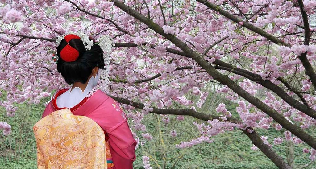 Στις ημέρες της καλύτερης θέασης των ανθισμένων κερασιών =] Ιαπωνία-Χιροσίμα με τις ανθισμένες κερασιές Τόκιο - Νίκκο - Φούτζι - Καμακούρα - Κιότο - Χιροσίμα - Οσάκα Αναχώρηση: 02/04 11 ημέρες
