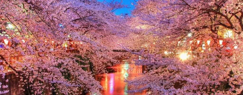 «Οι κερασιές θα ανθίσουν και φέτος» Στη χώρα του Ανατέλλοντος Ηλίου, οι ανθισμένες κερασιές, κατά τη διάρκεια του «Sakura Season» αποτελούν μία από τις πιο μαγευτικές εικόνες του κόσμου.