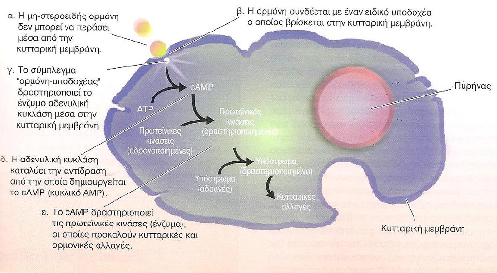 10 Μηχανισμός δράσης