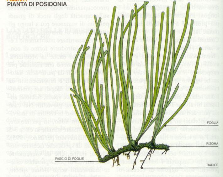 1.4. Λειχηνόφυτα (Lichenophyta)