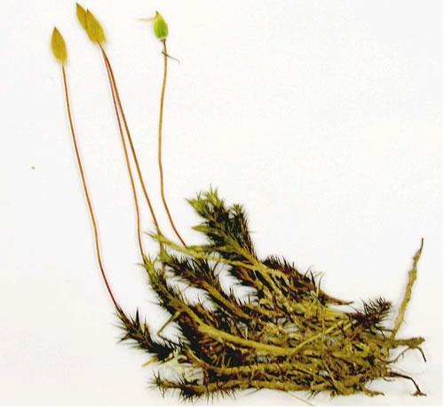 1.5. Βρυόφυτα (Bryophyta, non vascular plants) Είναι μικρά φυτά (βρύα) που δεν έχουν γνήσια όργανα ρίζας, βλαστού και φύλλων και κυρίως δεν έχουν αγωγούς ιστούς νερού και