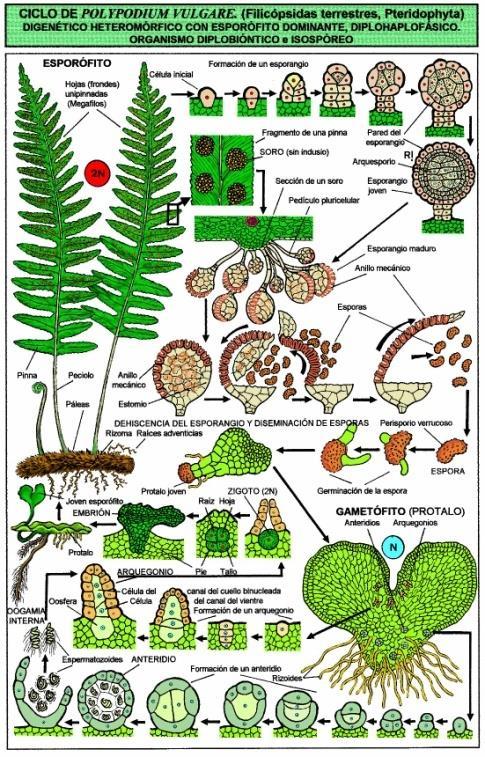 1.6 Πτεριδόφυτα (Pteridophyta).