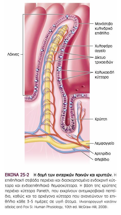 Δομή τοιχώματος γαστρεντερικού σωλήνα 19 Τα υπόλοιπα απορροφούμενα θρπετικά συστατικά εισερχονται στα τριχοειδή
