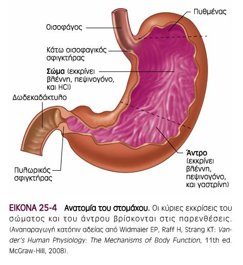 31 Θόλος και σωμα στομάχου Εκκριση βλέννας, HCl,