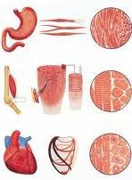 Τύποι μυών Λείοι-ακούσια κίνηση (Τοιχώματα αιμοφόρων αγγείων &