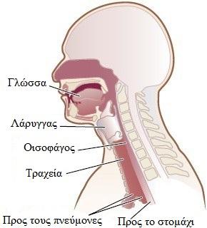 ΕΚΠΑΙΔΕΥΣΗ ΑΣΘΕΝΟΥΣ & ΦΡΟΝΤΙΣΤΗ Ακτινοθεραπεία στην κεφαλή και στον αυχένα: Τι πρέπει να γνωρίζετε για την κατάποση Αυτές οι πληροφορίες περιγράφουν προβλήματα κατάποσης