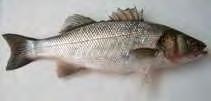 Εικόνα 7:Λαυράκι( Dicentrarhus labrax) (Πηγή: http://www.fishbase.org/photos/thumbnailssummary.php?id=63). 4.5.