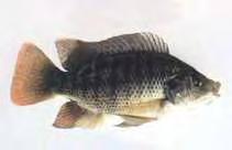 Ερευνώντας την μπλε τιλάπια Oreochromis aureus (Εικόνα 10), οι Chang et al.