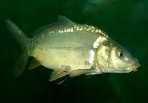 Εικόνα 12: Μαρμαροκυπρίνος (Hypophthalmichthys nobilis) (Πηγή: http://www.fishbase.org/photos/thumbnailssummary.php?