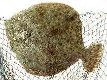 Εικόνα 21: Καλκάνι (Scophthalmus maximus) (Πηγή: http://www.fishbase.org/photos/thumbnailssummary.php?id=1348) 4.