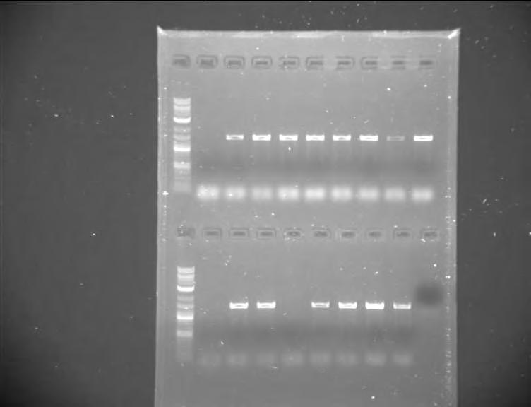 Ακολούθησε PCR για την ενίσχυση του 16S rrna (1500 bp) γονιδίου των βακτηρίων χρησιμοποιώντας κατάλληλους παγκόσμιους εκκινητές (8f και 1512r) για το συγκεκριμένο γονίδιο.