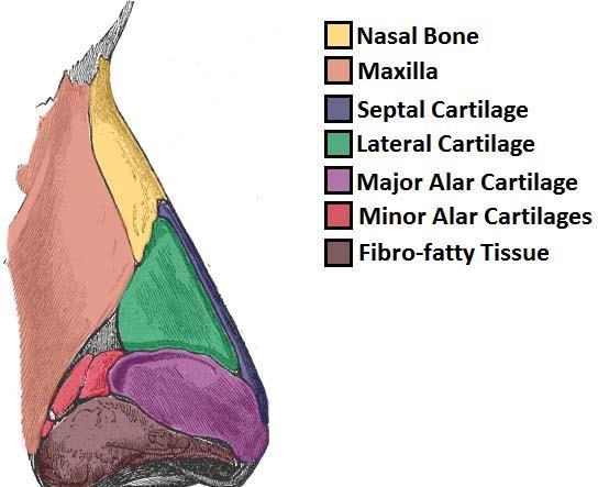 Εικόνα 1 Οστεοχόνδρινος σκελετός της εξωτερικής ρινός παρεμβάλλεται η στυλίδα, ενώ το έξω τοίχωμά τους αντιστοιχεί στο πτερύγιο της ρινός, γ) από τους ελάσσονες πτερυγιαίους χόνδρους (2-3 εκατέρωθεν